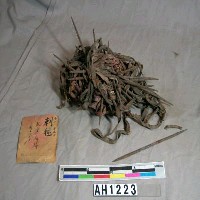 藏品(刺毬)的圖片